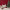 Resene Red Christmas living room