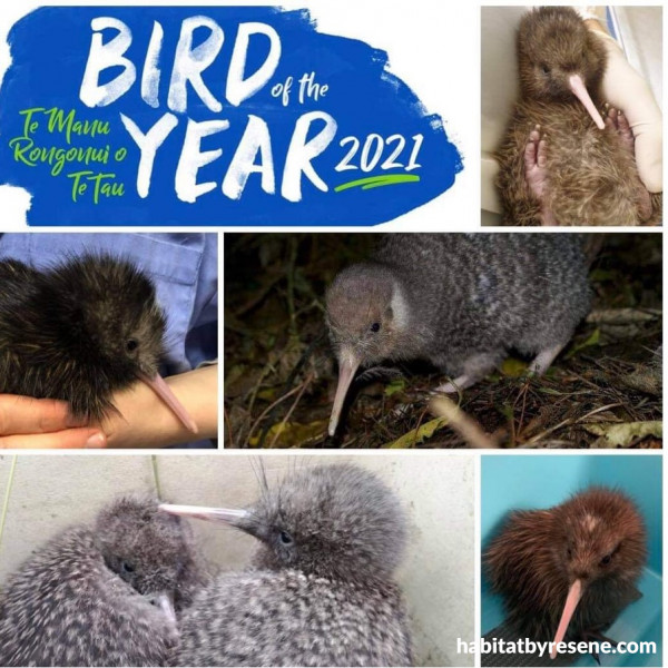 kiwi bird predator prey relationships