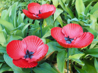 DIY seashell poppies for ANZAC Day