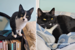 Black and white cats posing in soft blue bedrooms