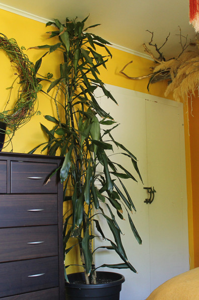 A maximalist mid-century home brought to life with colour and hard work