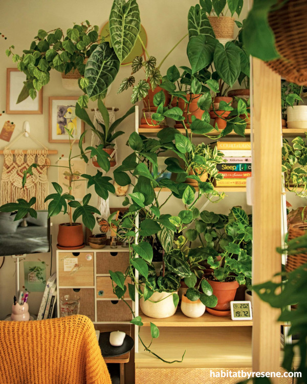 Meet NZ Gardener’s 2021 Houseplant Heroes | Habitat by Resene