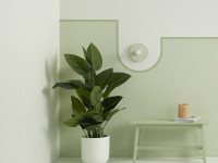 Here’s how to use September’s fresh hue in your home