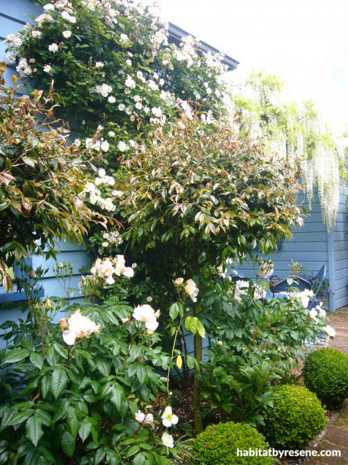 grey exterior, painted exterior, wall garden, rose garden