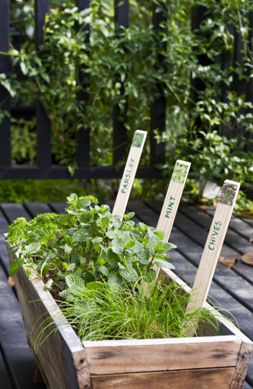 Garden, kids, children, DIY, plant tags, paint stirrers, green paint