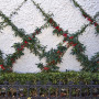 espalier, vine, red berry, garden