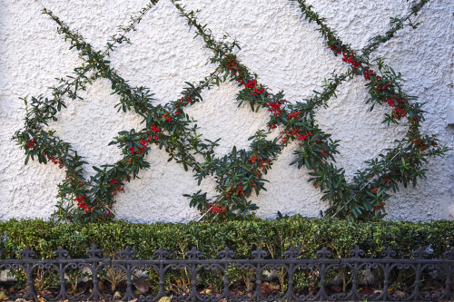 espalier, vine, red berry, garden
