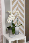 metallic gold paint, stencil painted wall, herringbone wall, painted pots 