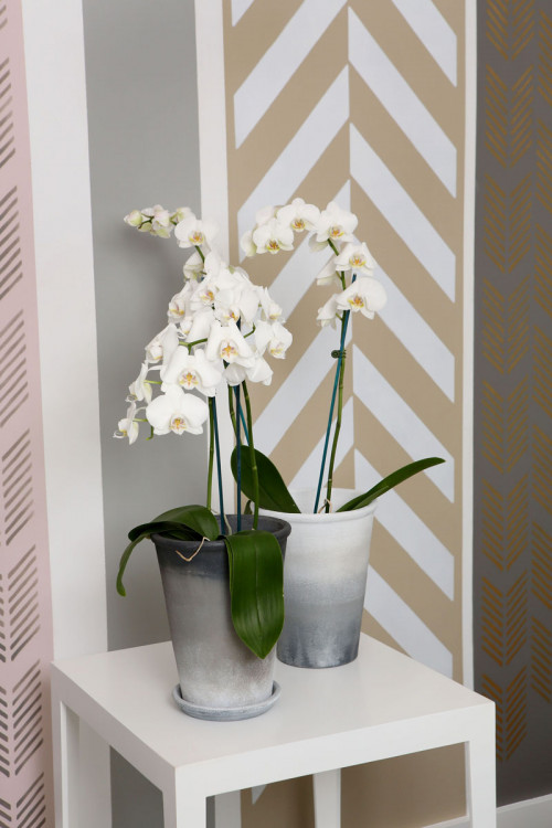 metallic gold paint, stencil painted wall, herringbone wall, painted pots