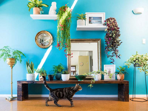 Dining room, blue dining room, blue feature wall, bright interior, plant wall, bright blue paint