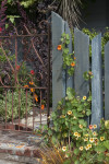 Let’s lead you up the garden path – beautiful outdoor looks