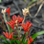 garden, red flower, kangaroo paw, garden flowers