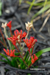 garden, red flower, kangaroo paw, garden flowers