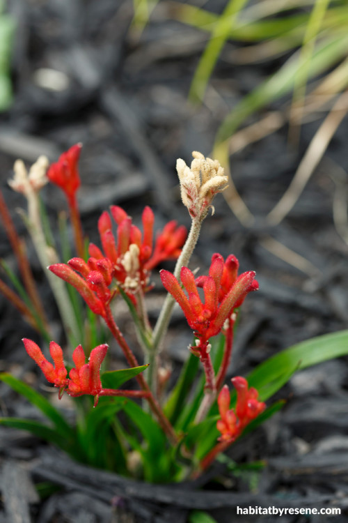 garden, red flower, kangaroo paw, garden flowers