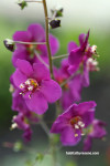 garden, verbascum pheoniceum violetta, purple flower, violet flower 