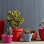 potplants, pots, colourful pots, bright pots, painted pots, plants, succulents 
