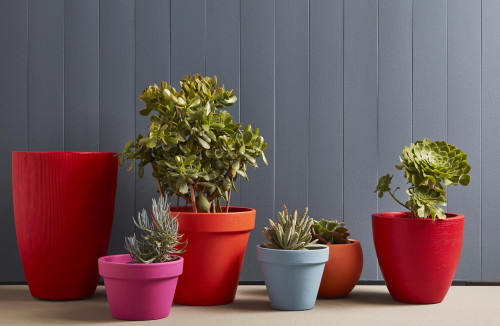 potplants, pots, colourful pots, bright pots, painted pots, plants, succulents