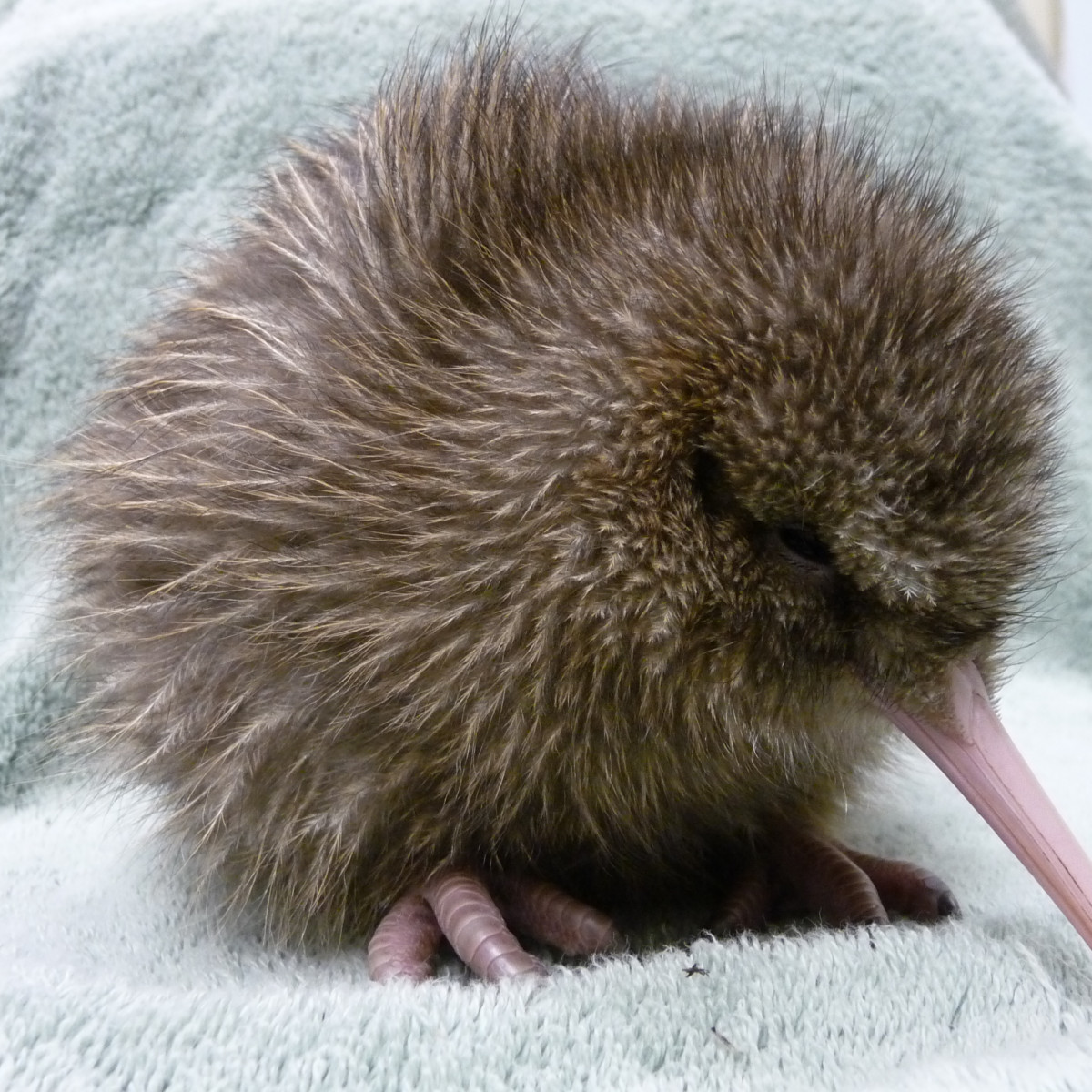 NZ without the kiwi? No way | Habitat by Resene