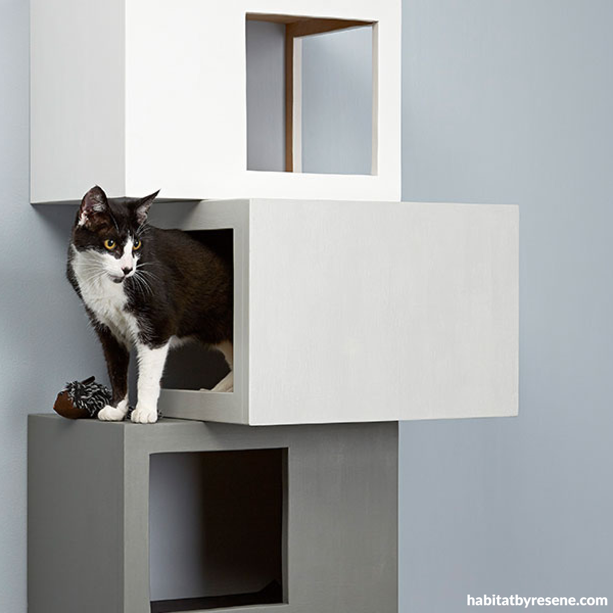 Make your cat the perfect climber | Habitat by Resene