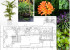 Diary of a renovation: the garden photo