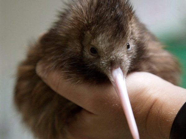 Saving our kiwis | Habitat by Resene