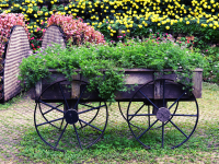Up for a garden challenge?
