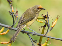 The 2020 Bird of the Year competition is open